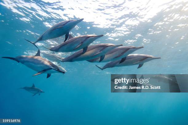 wild spinner dolphins - bando de mamíferos marinhos - fotografias e filmes do acervo