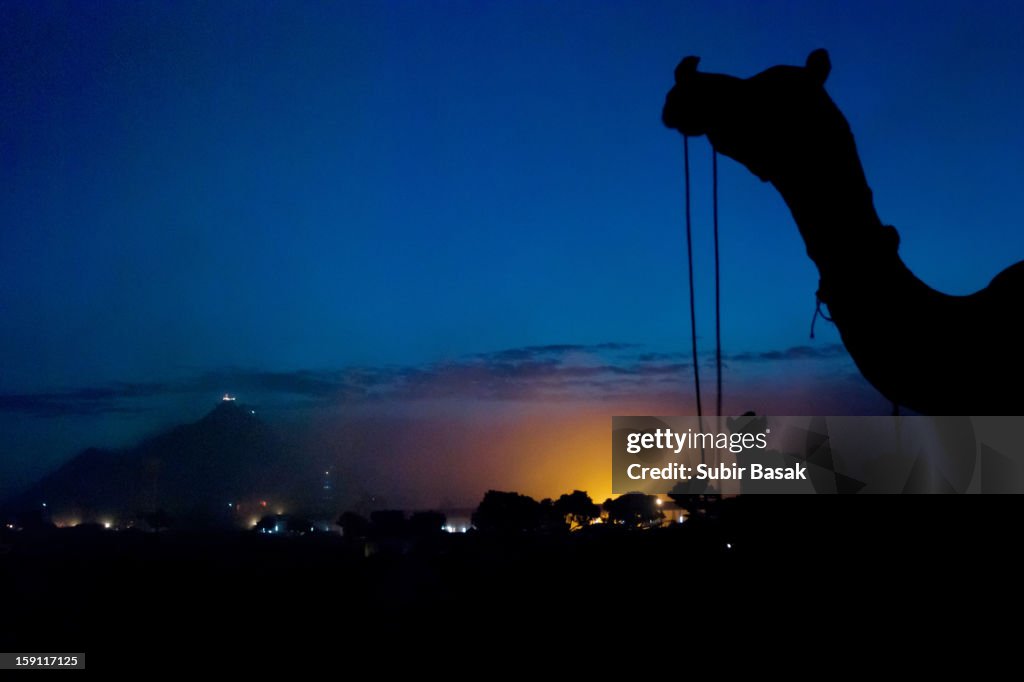 Silhouettes of camels at early morning, Pushkar.