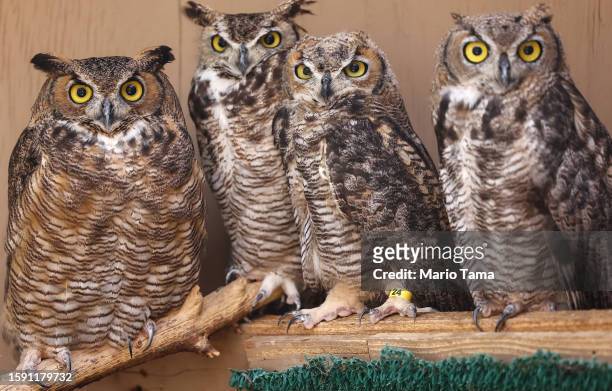 Healed orphan great horned owls who will soon be released back into the wild are perched by their foster mother at Liberty Wildlife, an animal...
