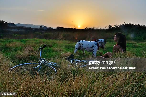 ocaso dalmata - dalmata 個照片及圖片檔