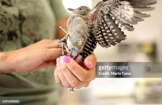 Dehydrated fledgling Gila woodpecker is cared for in the triage room at Liberty Wildlife, an animal rehabilitation center and hospital, on August 3,...