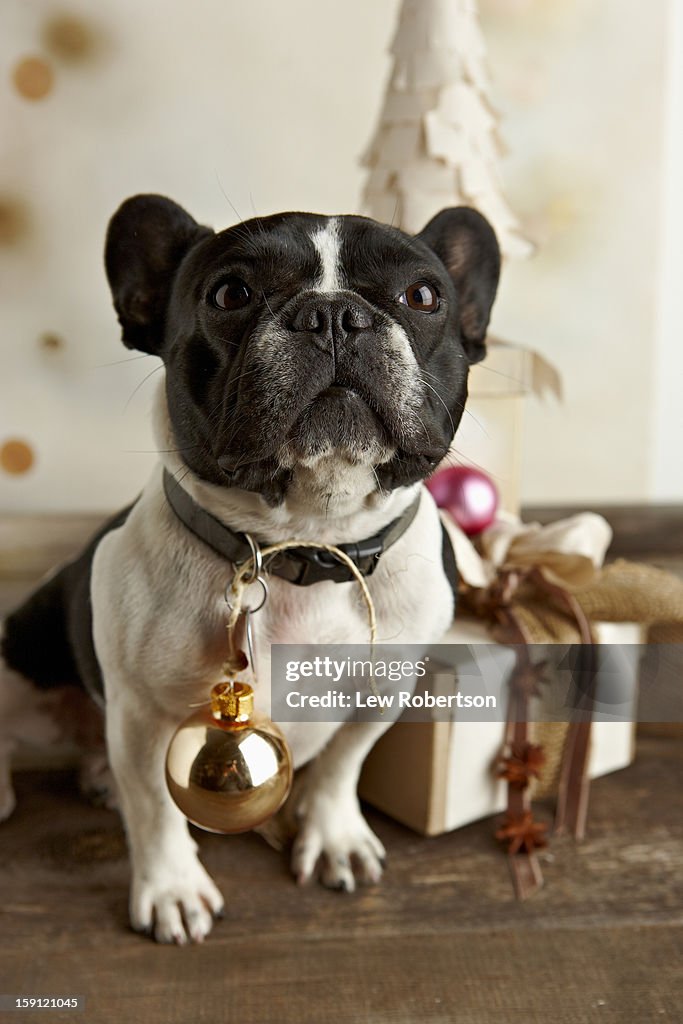 Dog with ornament