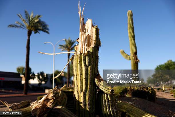 Recently fallen saguaro cactus and a damaged saguaro cactus which lost an arm are seen on August 3, 2023 in Phoenix, Arizona. The cacti are under...