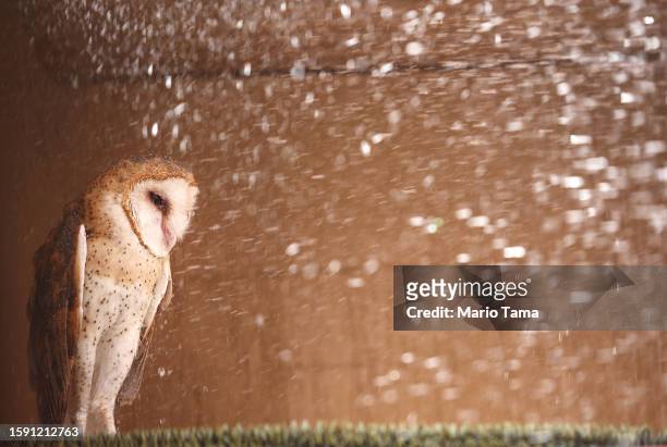 Venus, a barn owl, is sprayed down with water by a volunteer at Liberty Wildlife, an animal rehabilitation center and hospital, during afternoon...