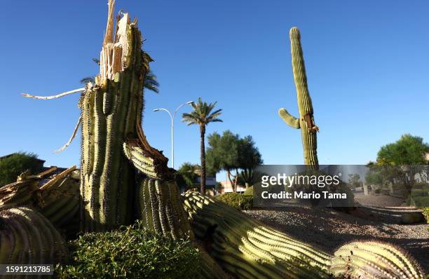 Recently fallen saguaro cactus and a damaged saguaro cactus which lost an arm are viewed on August 3, 2023 in Phoenix, Arizona. The cacti are under...