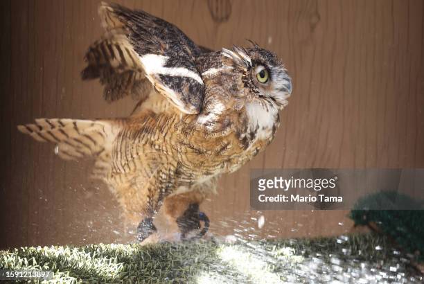 Maggie, a great horned owl, is sprayed down with water by a volunteer at Liberty Wildlife, an animal rehabilitation center and hospital, during...