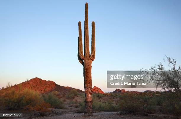 Damaged saguaro cactus stands in the Sonoran Desert on August 3, 2023 in Phoenix, Arizona. The iconic cacti are under increased stress from extreme...