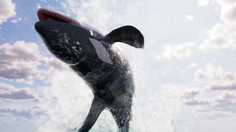 https://media.gettyimages.com/id/1591222443/video/orcas-whale-killer-whale-breaching.jpg?b=1&s=640x640&k=20&c=Vpa5D8mwRv4mK-RKiJ8imJb__uQXruA-rQMkHfou5w4=