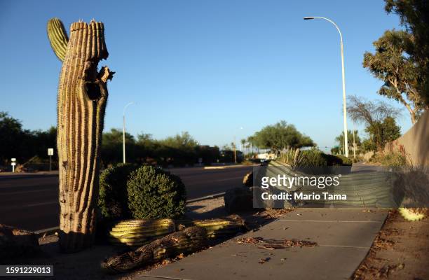 Recently fallen saguaro cactus is in pieces along a sidewalk on August 3, 2023 in Phoenix, Arizona. The iconic cacti are under increased stress from...