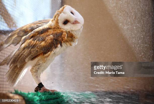 Henry, a barn owl, is sprayed down with water by a volunteer at Liberty Wildlife, an animal rehabilitation center and hospital, during afternoon...