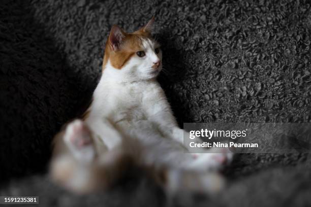 mr couch potato - boucle stock pictures, royalty-free photos & images