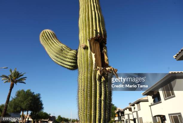 Damaged saguaro cactus which lost an arm remains standing on August 3, 2023 in Phoenix, Arizona. The iconic cacti are under increased stress from...