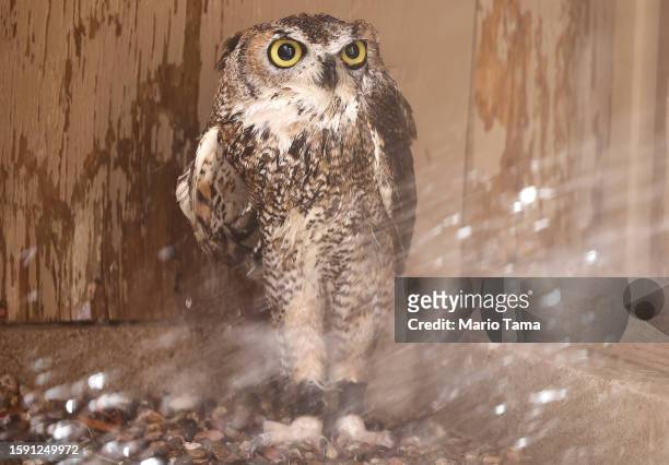 Great horned owl is sprayed down with water by a volunteer at Liberty Wildlife, an animal rehabilitation center and hospital, during afternoon...