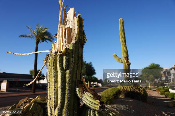 Recently fallen saguaro cactus and a damaged saguaro cactus which lost an arm are viewed on August 3, 2023 in Phoenix, Arizona. The iconic cacti are...