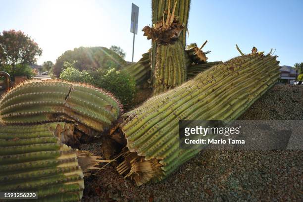 Recently fallen saguaro cactus is in pieces along a sidewalk on August 3, 2023 in Phoenix, Arizona. The iconic cacti are under increased stress from...