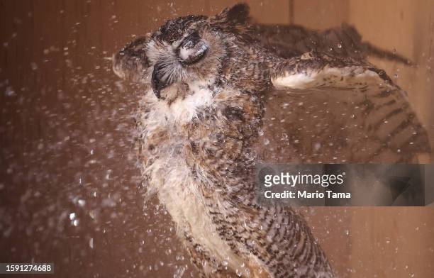 Darwin, a great horned owl, is sprayed down with water by a volunteer at Liberty Wildlife, an animal rehabilitation center and hospital, during...