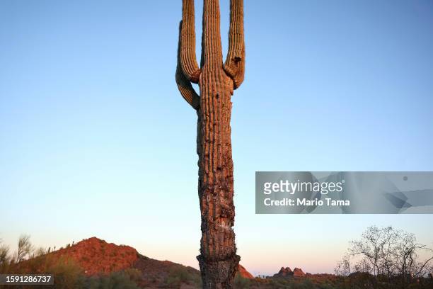 Damaged saguaro cactus stands in the Sonoran Desert on August 3, 2023 in Phoenix, Arizona. The iconic cacti are under increased stress from extreme...