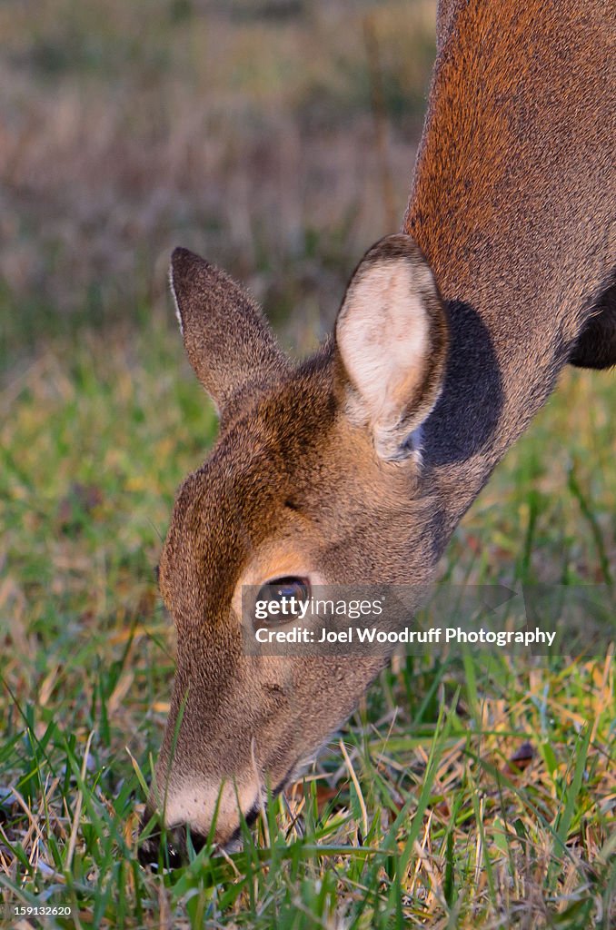 Grazing Doe Portriat