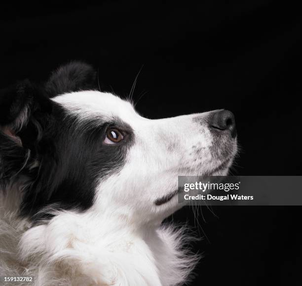 black and white dog looking up. - collie stock pictures, royalty-free photos & images