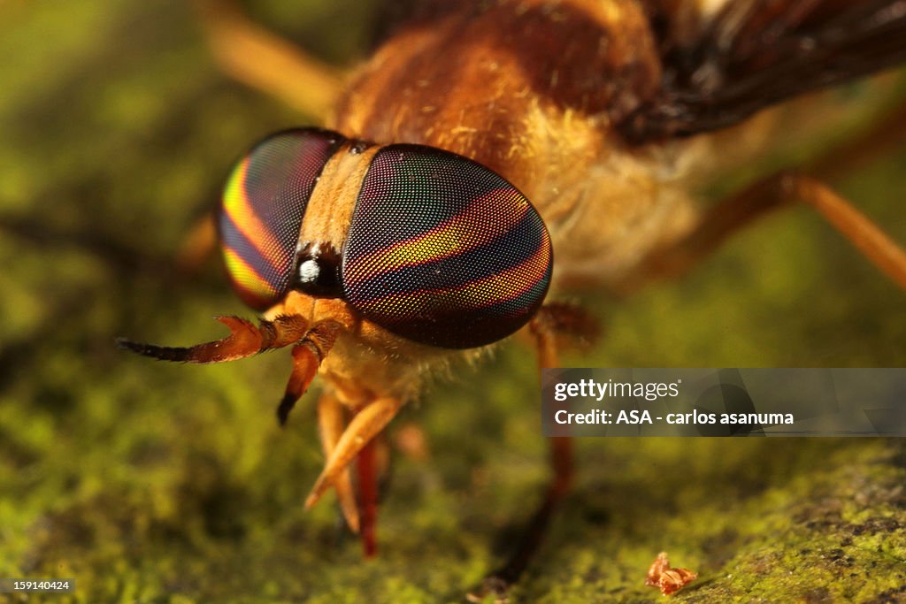 Mutuca - Mosca