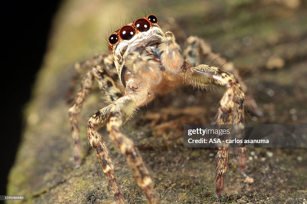 Aranha - Spider