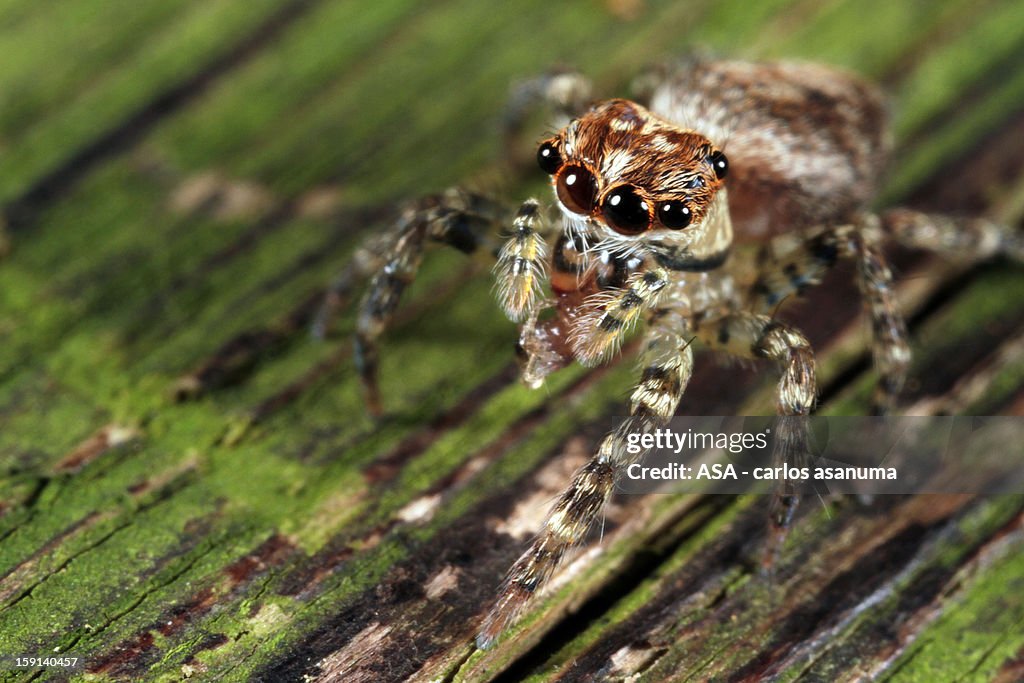 Aranha - Spider