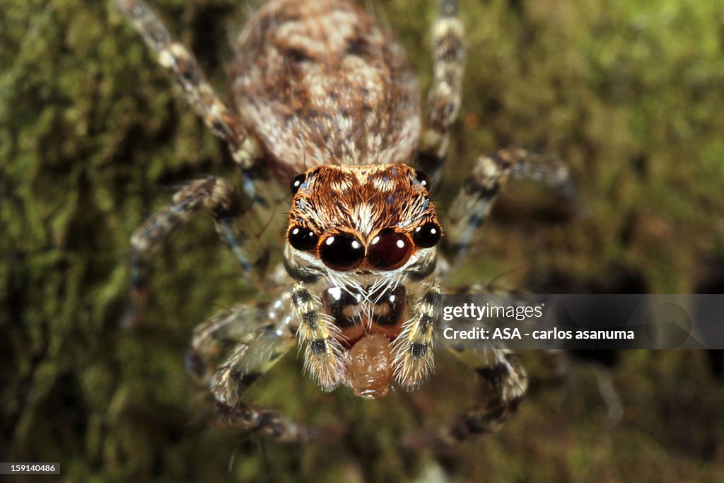 Aranha - Spider