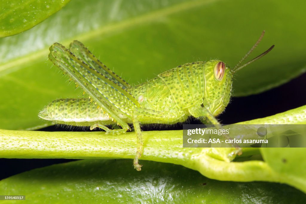 Grasshopper