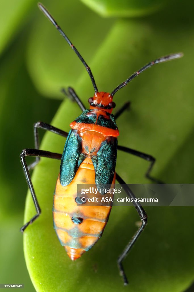Ninfa hemiptero