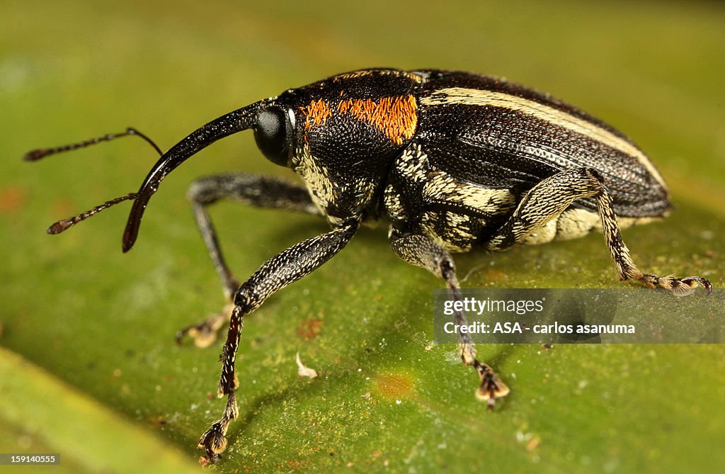 Little Bug - Besourinho 5mm