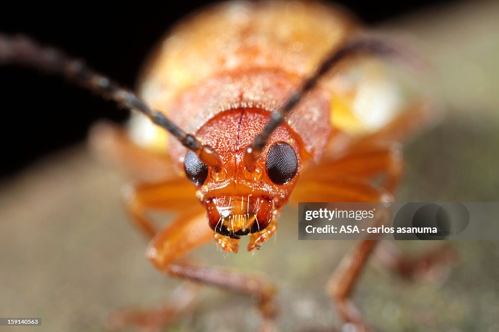Orange bug
