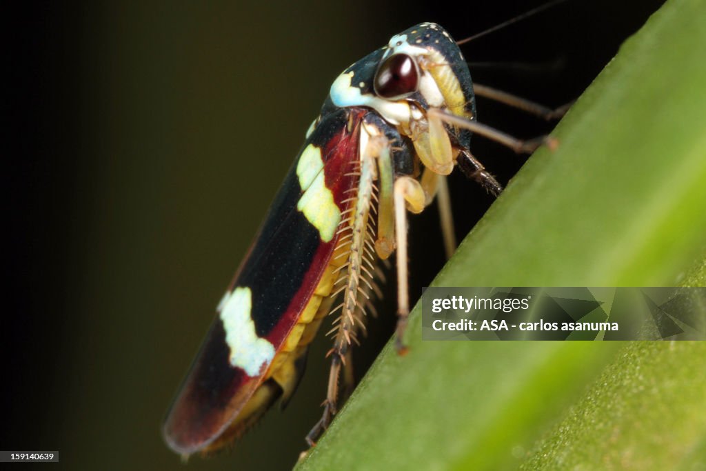 Leafhopper