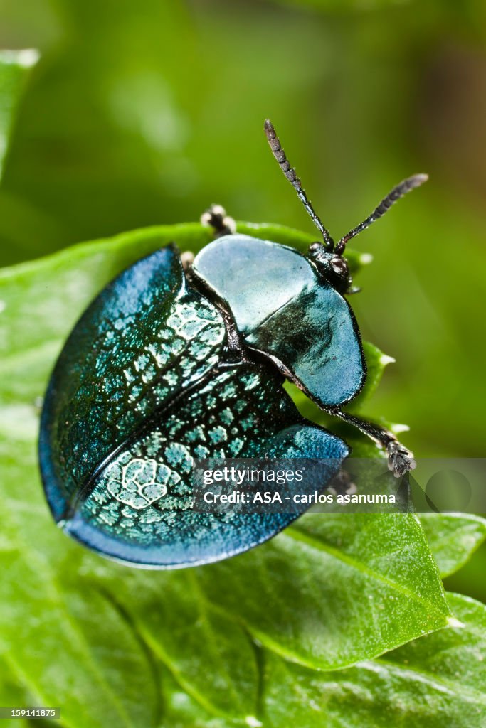 Metallic beetle