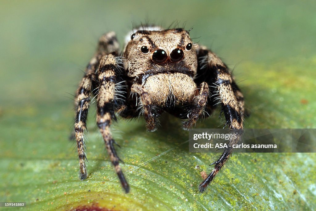 Spider grumpy