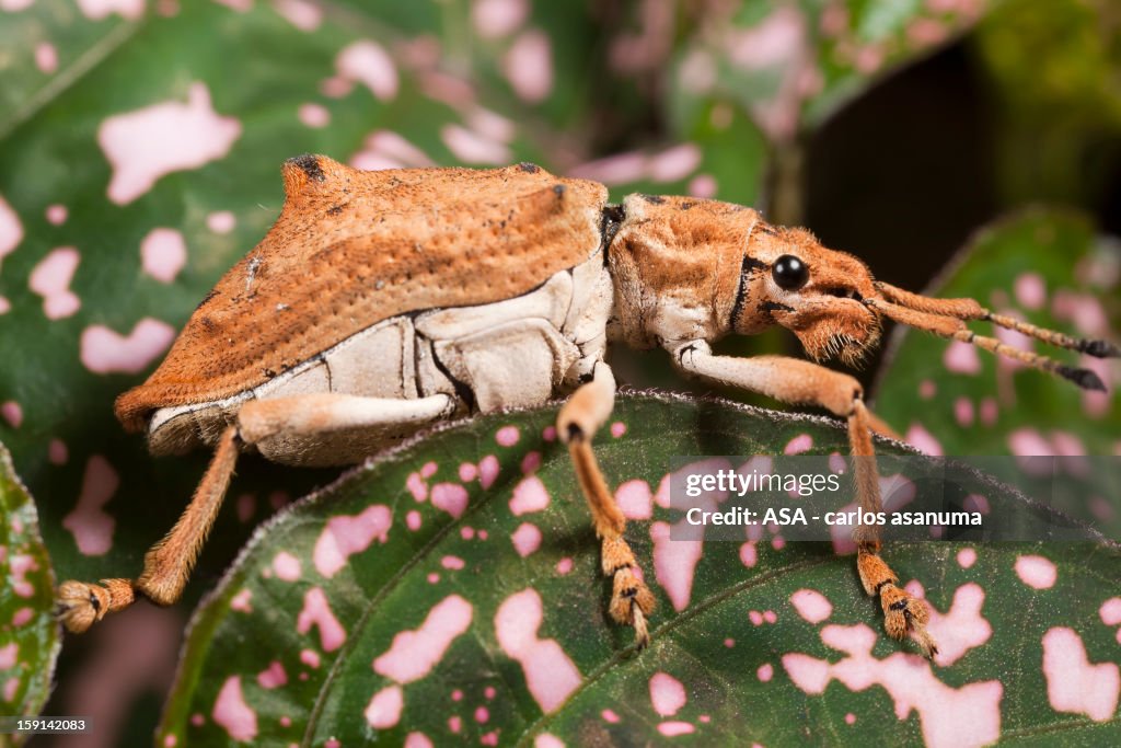 Beetle