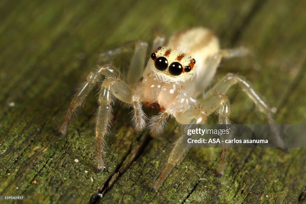 Jump spider
