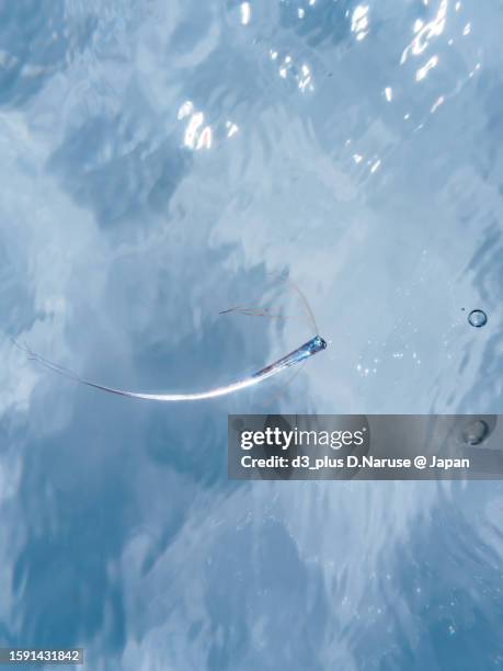 Aro Fish Oar Fish Photos and Premium High Res Pictures - Getty Images