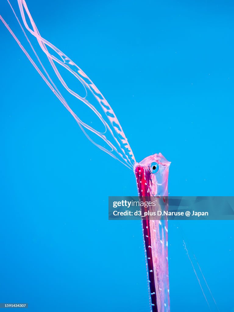 Extremely Rare Deep-sea Fish Oarfish juvenile @ HIRIZO Beach
