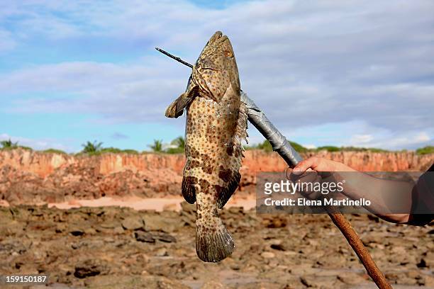 fishing on the reef - man spear fishing stock pictures, royalty-free photos & images