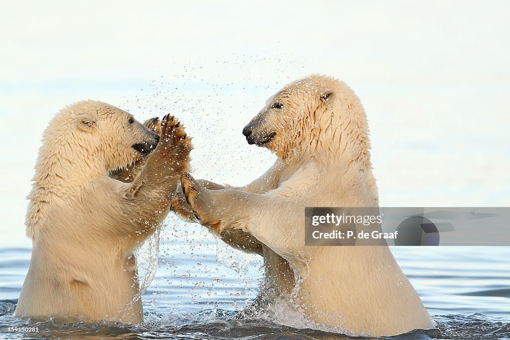Polar bears playing