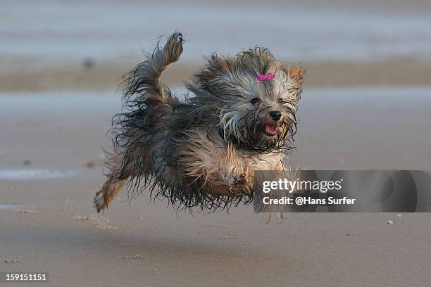 happy flying wet havanese puppy! - havaneser stock-fotos und bilder