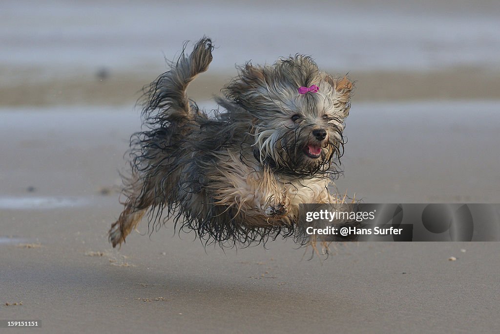 Happy flying wet Havanese puppy!