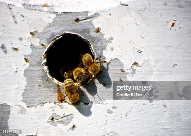 closeup of honey bees in beehive - bienenstock stock-fotos und bilder