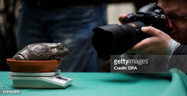 Photographer takes a picture of a male African bullfrog sitting on a scale at the zoo in Dresden, eastern Germany on January 09, 2013. The frog...