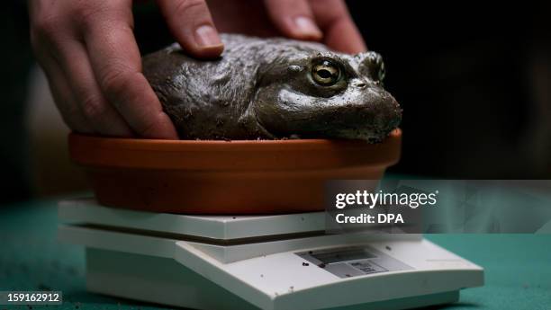 An employe puts a male African bullfrog on a scale at the zoo in Dresden, eastern Germany on January 09, 2013. The frog weighs 834 Gramm. AFP PHOTO /...