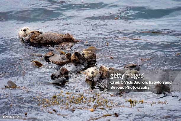 cute raft of sea otters from above at point lobos state park, california - cute otter stock pictures, royalty-free photos & images