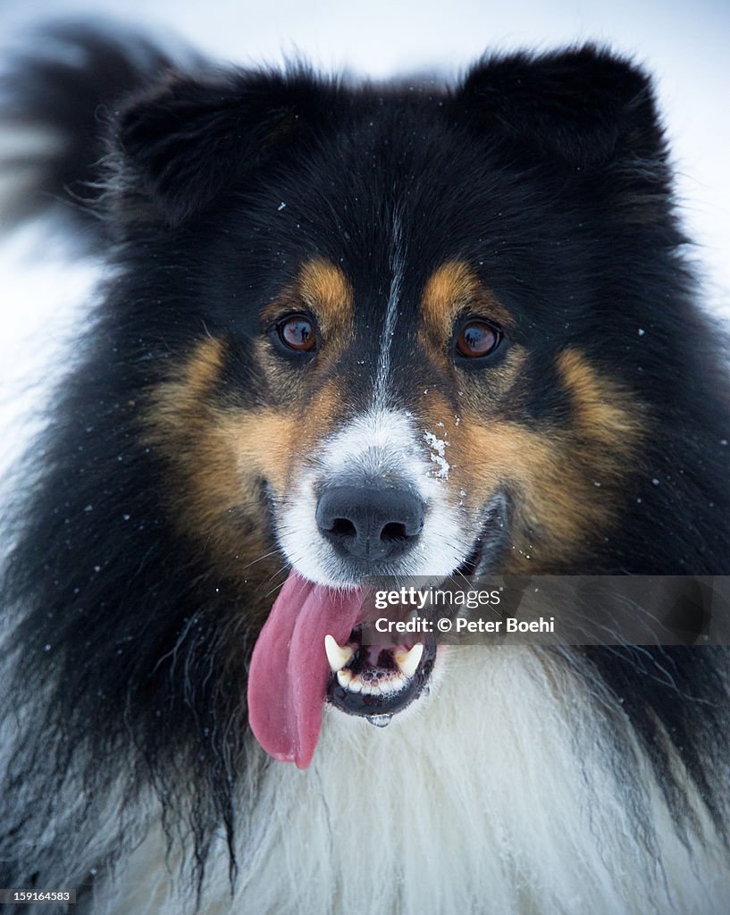 Playful dog in winter time