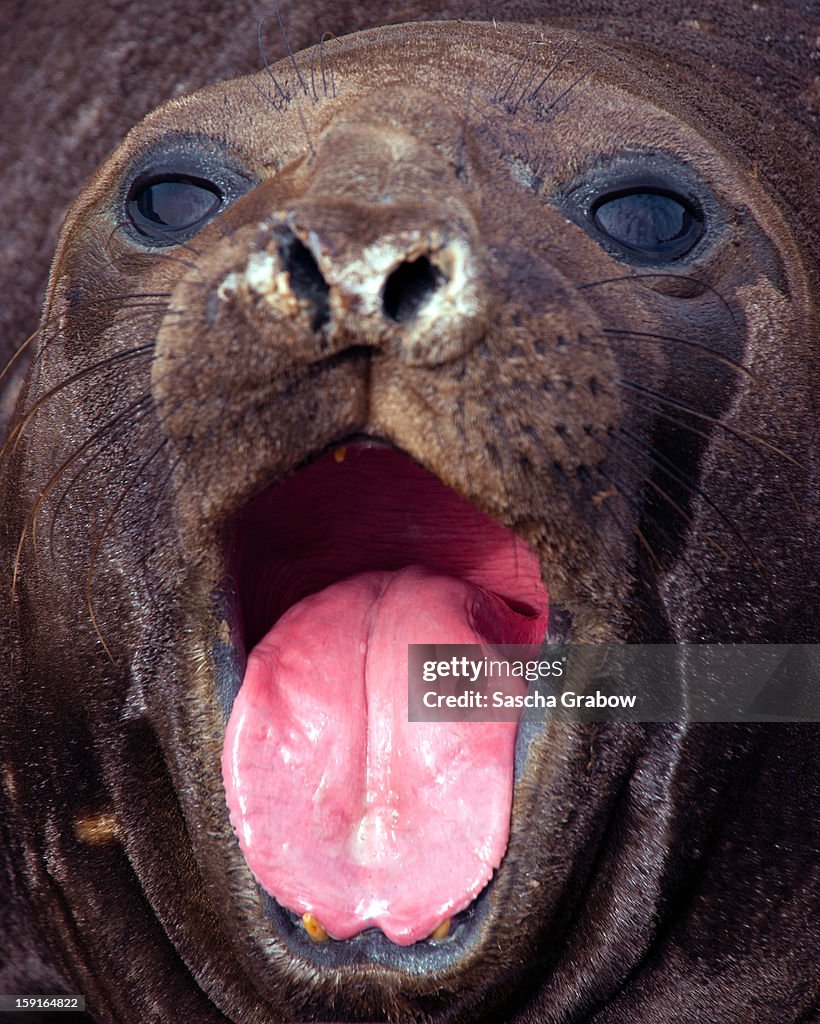 Elephant Seal  -  South Georgia