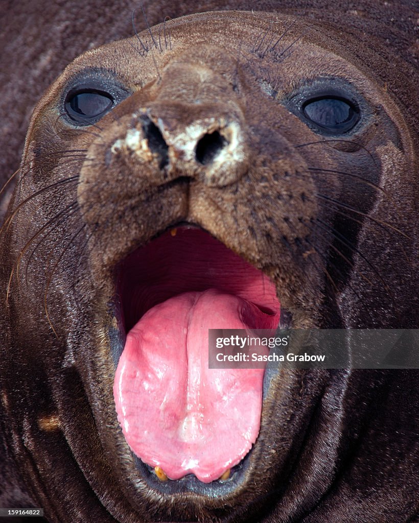 Elephant Seal - South Georgia
