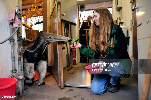 An animal keeper tries to attract anteater "Estrella" with an avocado during the annual inventory at the zoo in Magdeburg, eastern Germany, on...